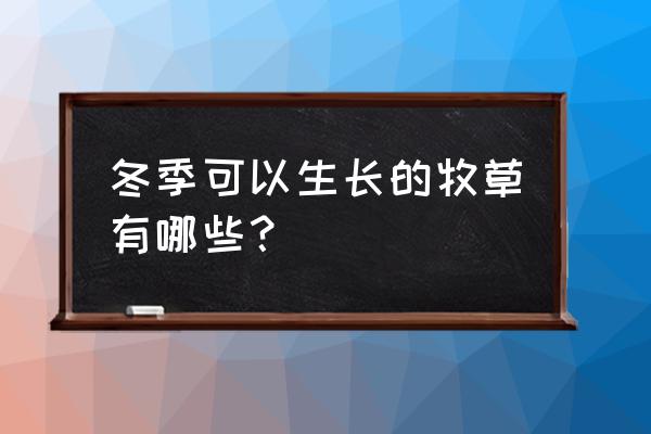 饲料草冬天可以种吗 冬季可以生长的牧草有哪些？