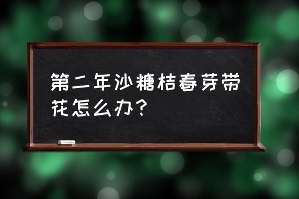 第二年的沙糖桔果树如何管理 第二年沙糖桔春芽带花怎么办？