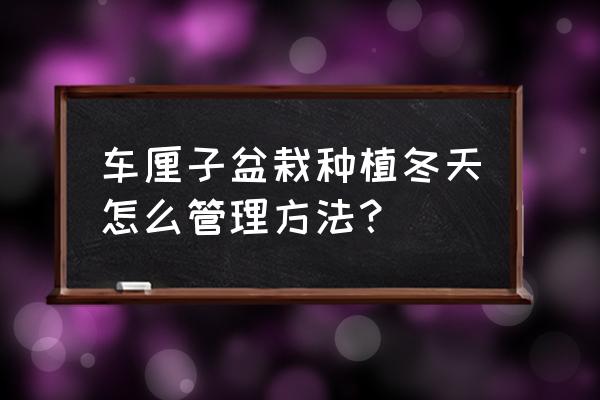 盆栽车厘子冬季怎样养 车厘子盆栽种植冬天怎么管理方法？