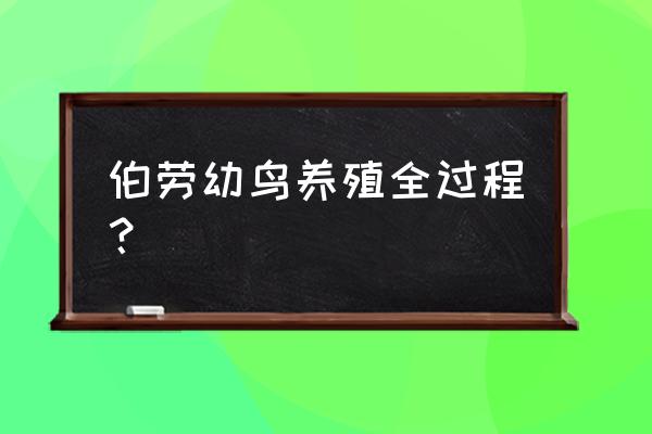 伯劳鸟幼鸟用什么饲料 伯劳幼鸟养殖全过程？