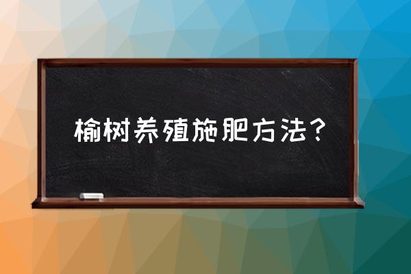 榔榆盆景用什么肥料 榆树养殖施肥方法？