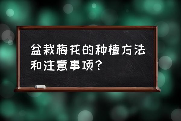 梅花盆景用什么土栽培 盆栽梅花的种植方法和注意事项？