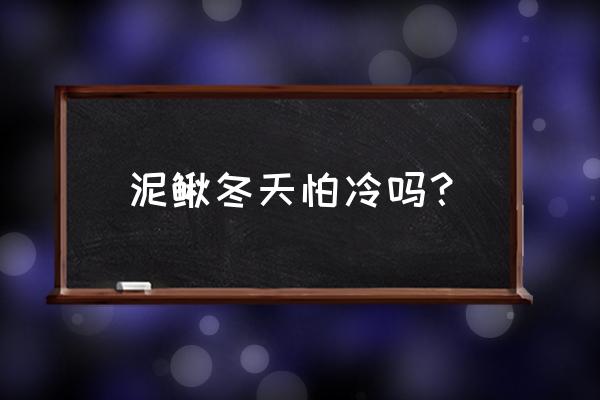 人工养殖泥鳅冬天可以吗 泥鳅冬天怕冷吗？