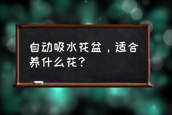 水培花盆哪些好看 自动吸水花盆，适合养什么花？