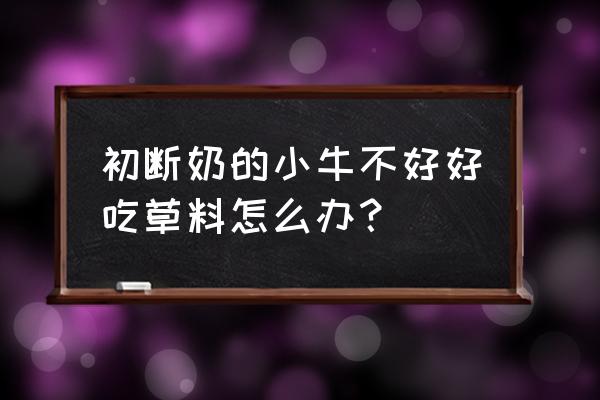 刚断奶的小牛不吃饲料怎么办 初断奶的小牛不好好吃草料怎么办？