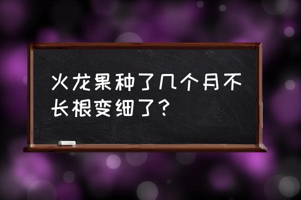 火龙果用哪些复合肥 火龙果种了几个月不长根变细了？