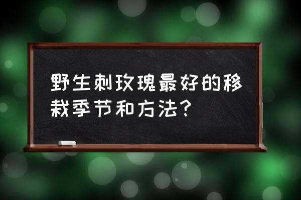 刺玫瑰怎么栽种 野生刺玫瑰最好的移栽季节和方法？