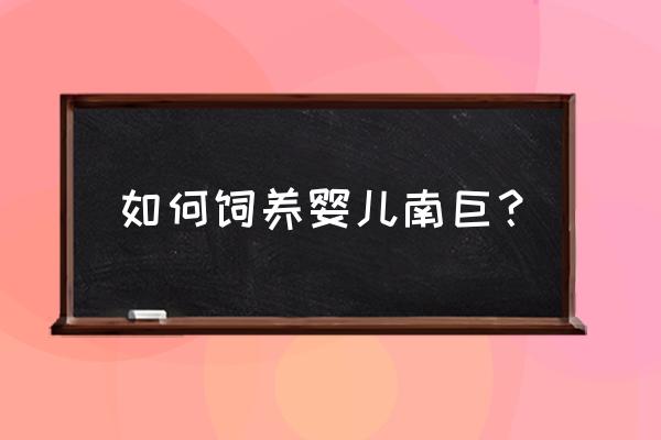 南巨留痕需要什么饲料 如何饲养婴儿南巨？