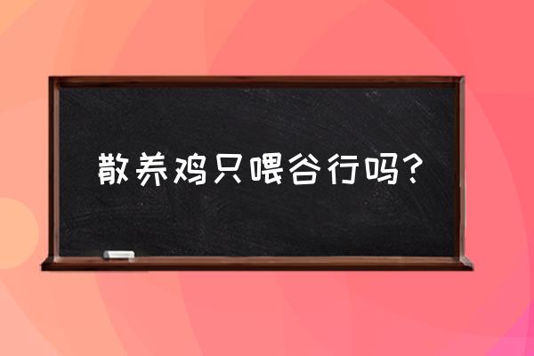 玉米和稻谷养鸡哪个更划算 散养鸡只喂谷行吗？