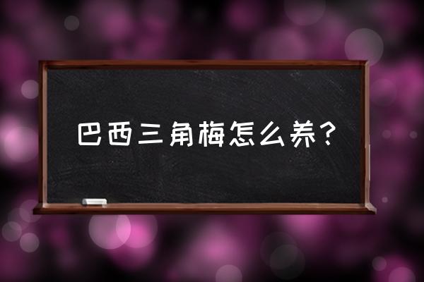 巴西重瓣三角梅如何养 巴西三角梅怎么养？