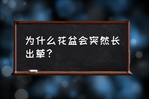 虎皮兰花盆里长草怎办 为什么花盆会突然长出草？