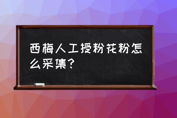 果树人工授粉怎样采集花粉 西梅人工授粉花粉怎么采集？