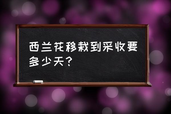 西兰花种植多久能成熟 西兰花移栽到采收要多少天？