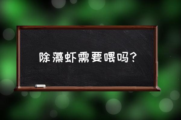 草缸养虾用特意喂食吗 除藻虾需要喂吗？