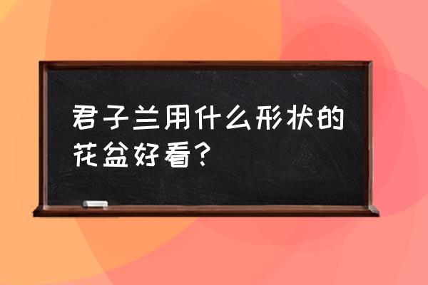 君子兰啥样花盆合适 君子兰用什么形状的花盆好看？