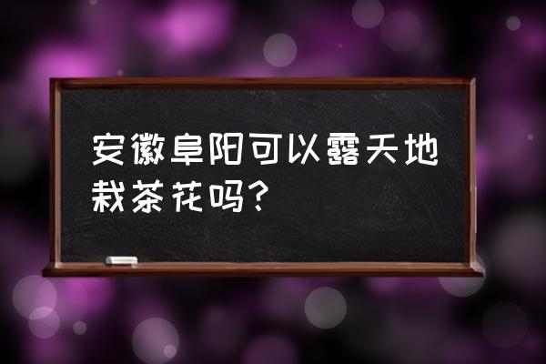 茶花安徽能大面积栽吗 安徽阜阳可以露天地栽茶花吗？