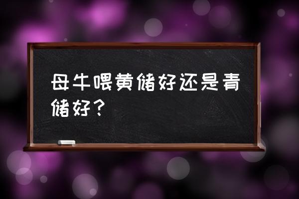 母牛适合吃什么的饲料 母牛喂黄储好还是青储好？