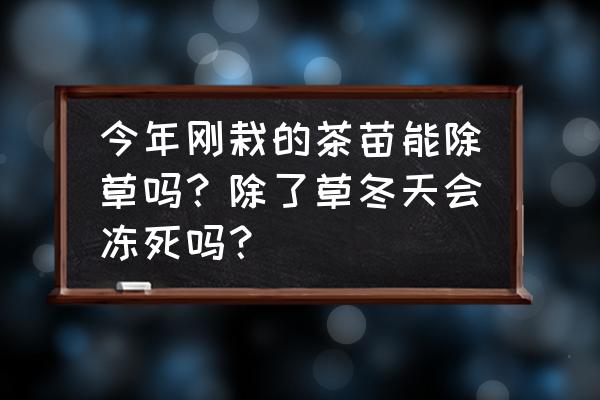 刚栽的苗木能打除草剂吗 今年刚栽的茶苗能除草吗？除了草冬天会冻死吗？