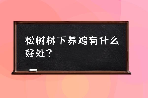 松树地方养鸡好不好 松树林下养鸡有什么好处？