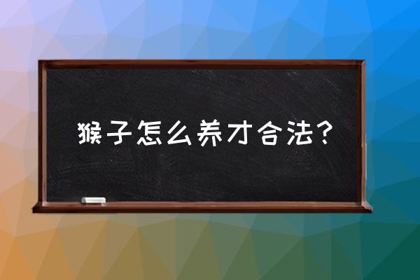 包头有没有宠物猴子 猴子怎么养才合法？