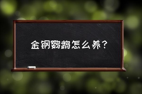 蓝黄金刚鹦鹉吃什么饲料 金钢鹦鹉怎么养？