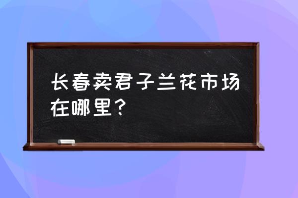 长春买君子兰花土在什么地方 长春卖君子兰花市场在哪里？