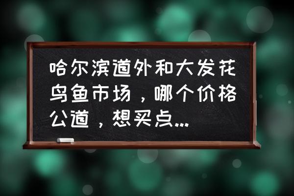 哈尔滨小区里花草去哪里买 哈尔滨道外和大发花鸟鱼市场，哪个价格公道，想买点花草，吊兰什么的，先多谢？