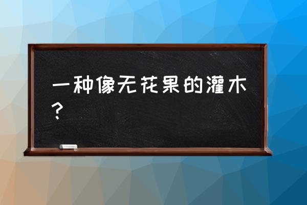 什么果树跟无花果树一样 一种像无花果的灌木？