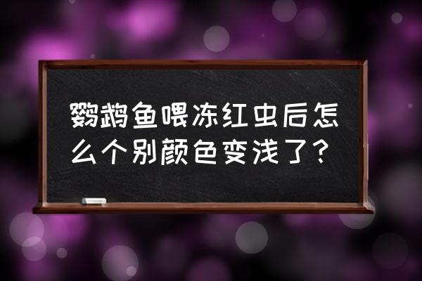 鹦鹉鱼吃冻红虫饲料好吗 鹦鹉鱼喂冻红虫后怎么个别颜色变浅了？