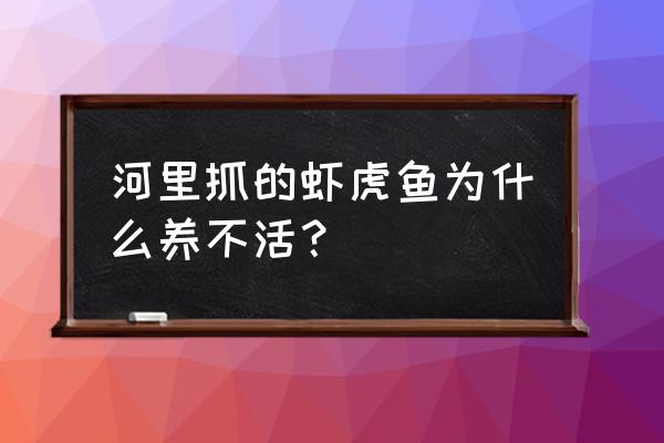 虾虎容易养吗 河里抓的虾虎鱼为什么养不活？