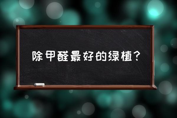 什么植物可以去除室内甲醛 除甲醛最好的绿植？