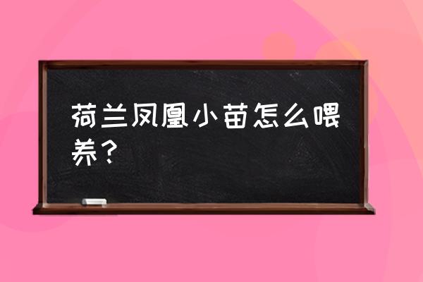 冰冻饲料如何喂食 荷兰凤凰小苗怎么喂养？