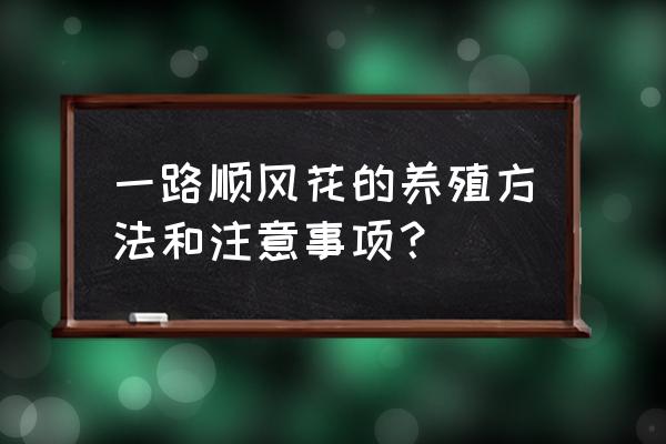 一帆风顺盆景如何养护 一路顺风花的养殖方法和注意事项？