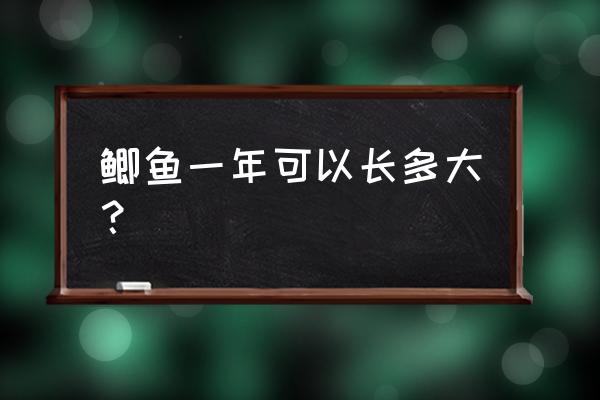 鲫鱼喂饲料一年长多大 鲫鱼一年可以长多大？