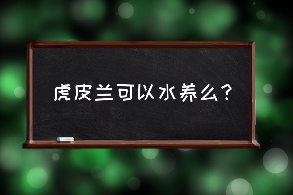 虎皮兰花能水养吗 虎皮兰可以水养么？