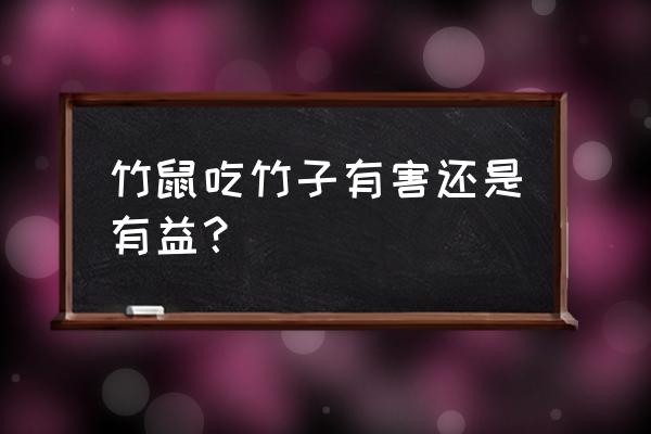 竹鼠吃什么对身体好 竹鼠吃竹子有害还是有益？