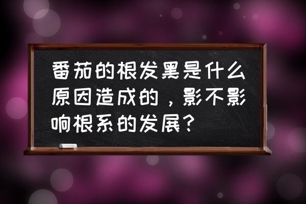 西红柿苗杆发黑怎么做 番茄的根发黑是什么原因造成的，影不影响根系的发展？