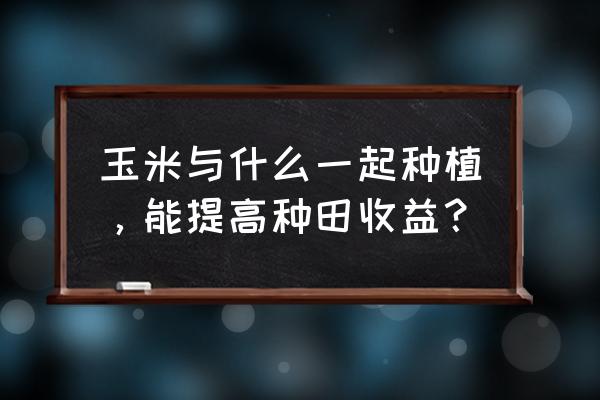 玉米不宜和9种食物一起吃 玉米与什么一起种植，能提高种田收益？