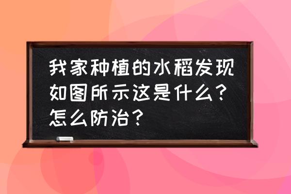 卷心虫不用农药怎么治 我家种植的水稻发现如图所示这是什么？怎么防治？