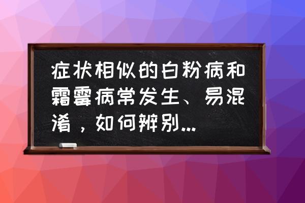 植物病害基本知识 症状相似的白粉病和霜霉病常发生、易混淆，如何辨别？如何防治？