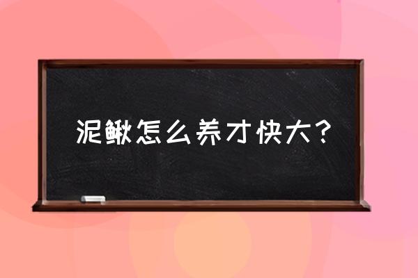 怎么养牛长得肥又快 泥鳅怎么养才快大？