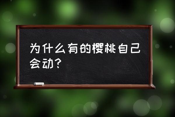 樱校怎么得到一个会动的孩子 为什么有的樱桃自己会动？