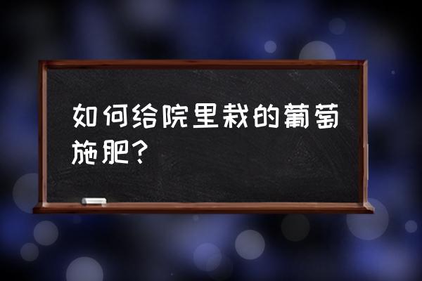 盆栽葡萄的正确养护方法 如何给院里栽的葡萄施肥？