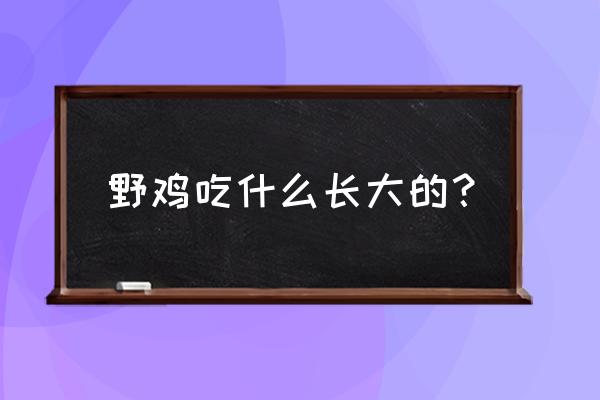 野鸡扒玉米办法 野鸡吃什么长大的？