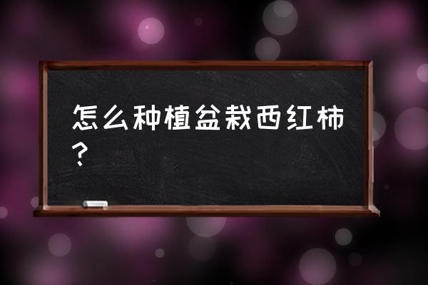 盆栽小番茄种植全过程 怎么种植盆栽西红柿？