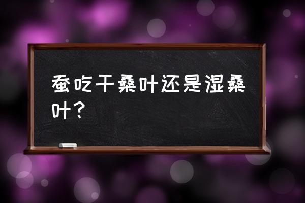 养蚕喂不完的桑叶如何煮鲜 蚕吃干桑叶还是湿桑叶？