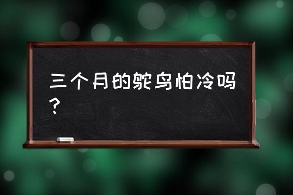 育雏大棚冬季用什么取暖好 三个月的鸵鸟怕冷吗？