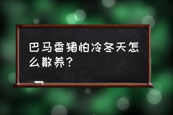 养香猪技术教程大全 巴马香猪怕冷冬天怎么散养？