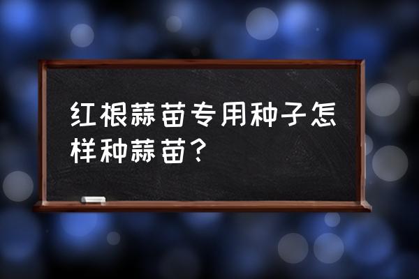 黑种子红根蒜苗怎么种 红根蒜苗专用种子怎样种蒜苗？