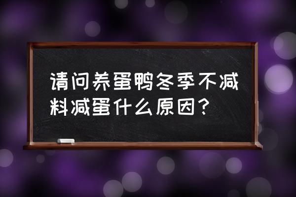 鸭棚怎么保暖最好 请问养蛋鸭冬季不减料减蛋什么原因？